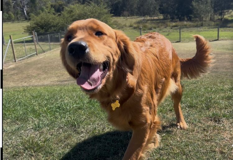 Finesse Golden Retrievers