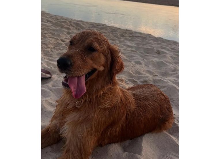 Finesse Golden Retrievers