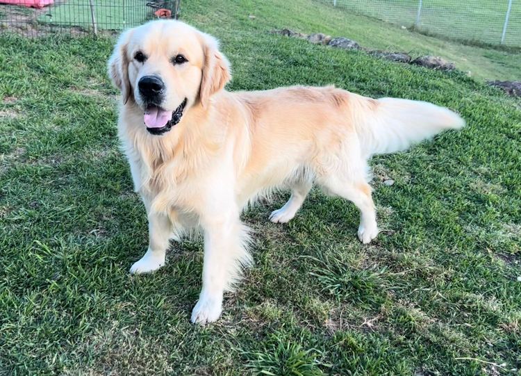 Finesse Golden Retrievers
