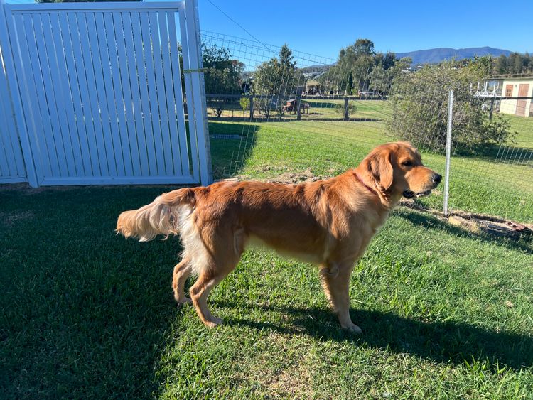 Finesse Golden Retrievers