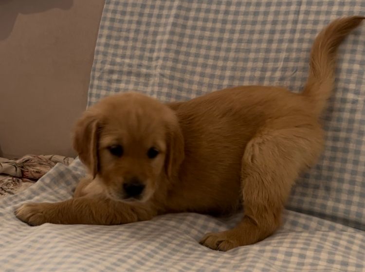 Finesse Golden Retrievers