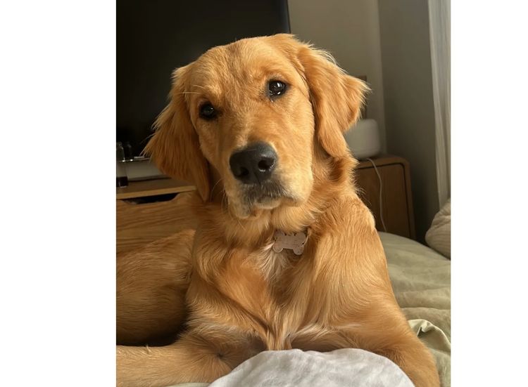 Finesse Golden Retrievers