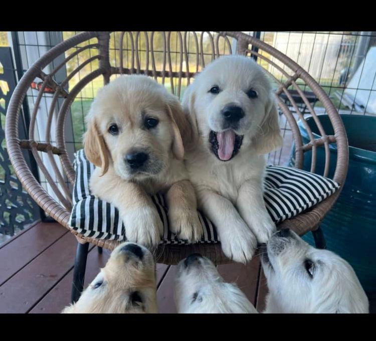 Finesse Golden Retrievers