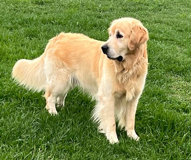 Finesse Golden Retrievers