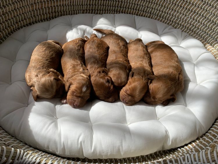 Denise’s Cavoodles