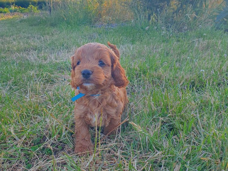 Pembleton F1 Mini Spoodles