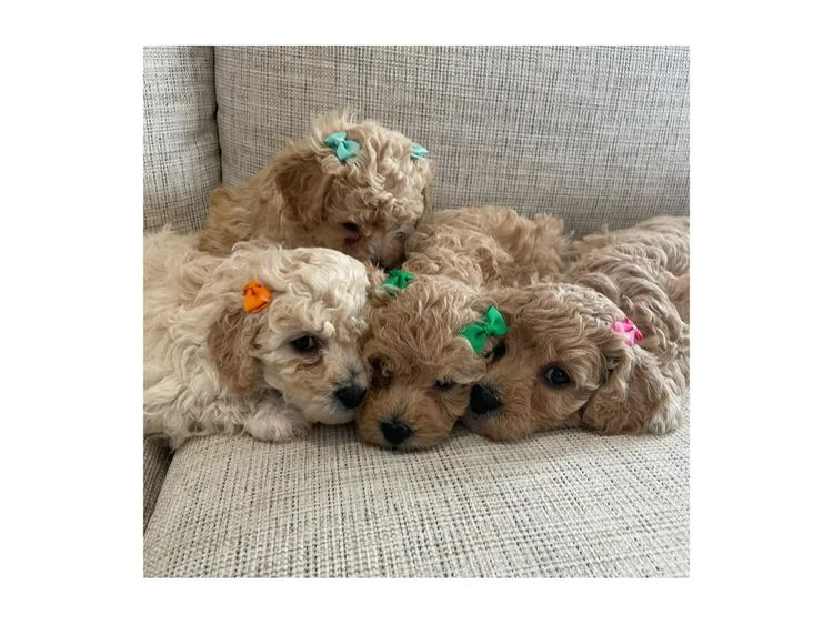Jemma's Bichoodles