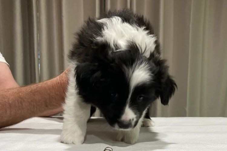 Mouruska Border Collies
