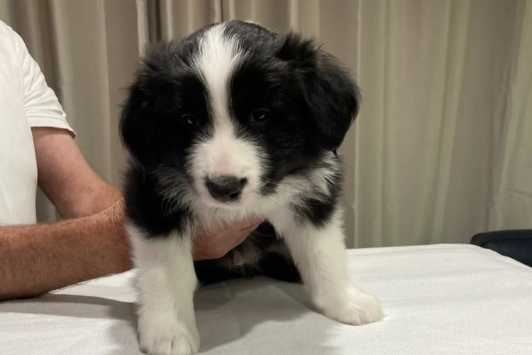 Mouruska Border Collies