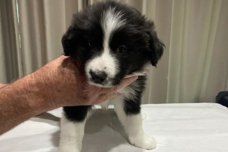Mouruska Border Collies