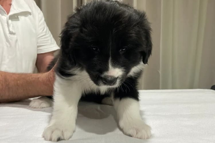 Mouruska Border Collies