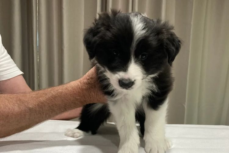 Mouruska Border Collies