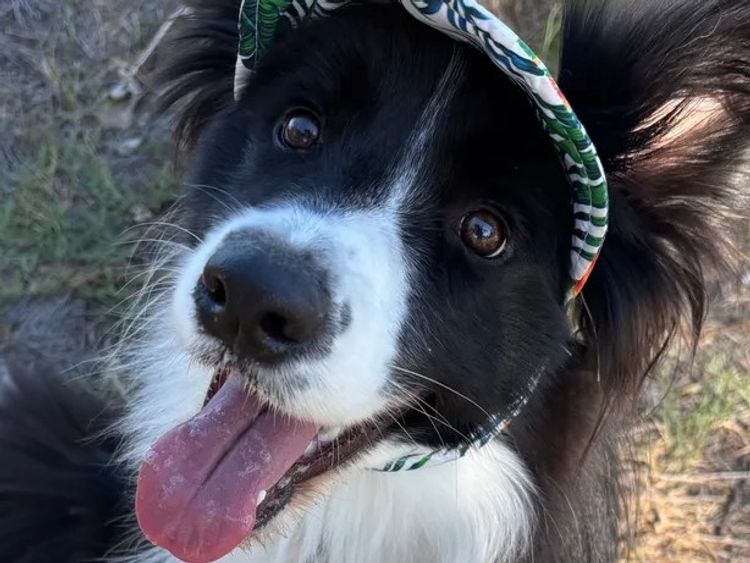 Mouruska Border Collies