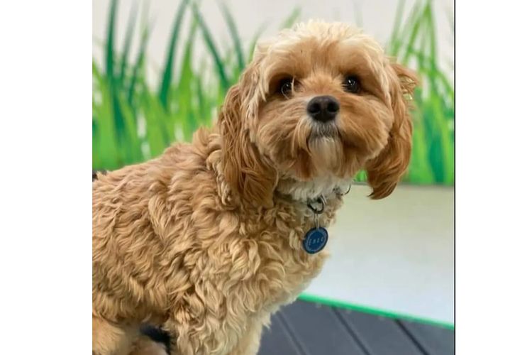 Bremel Paws Cavoodles