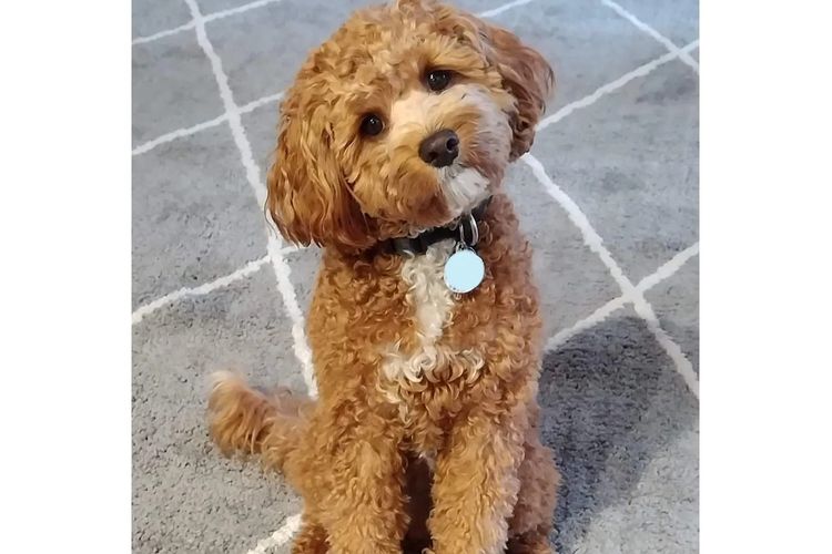Bremel Paws Cavoodles