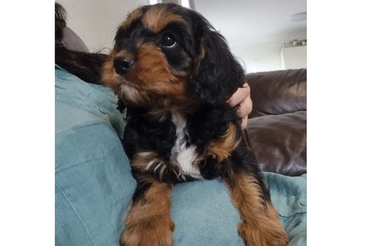 Bremel Paws Cavoodles