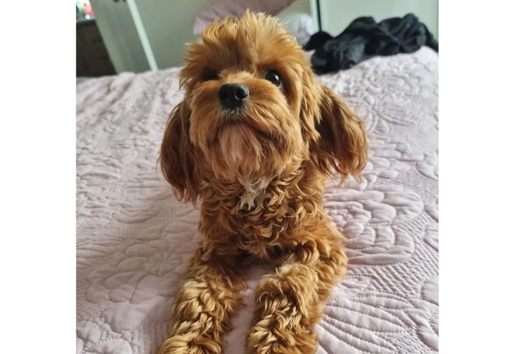 Bremel Paws Cavoodles