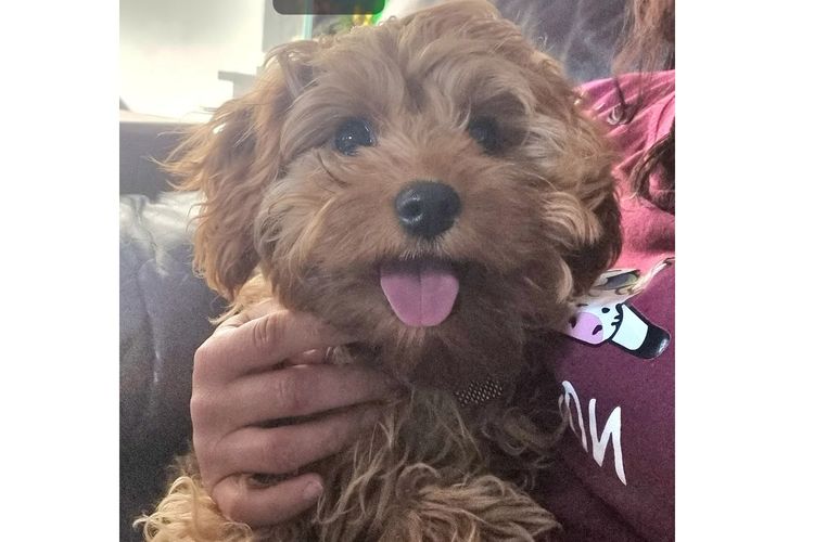Bremel Paws Cavoodles