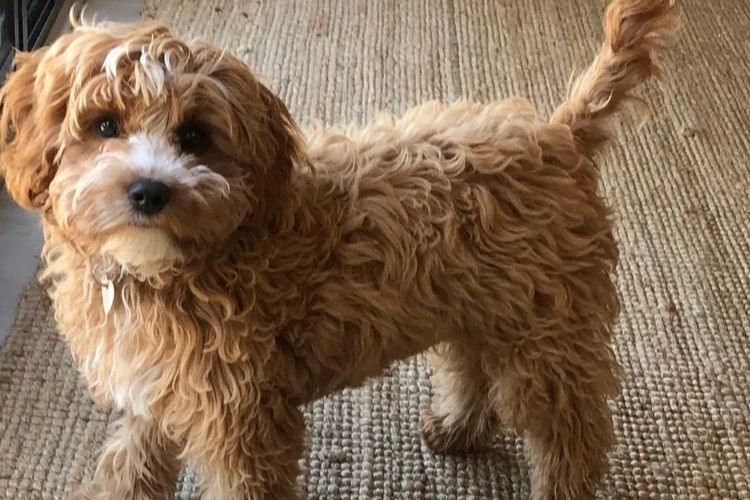 Bremel Paws Cavoodles
