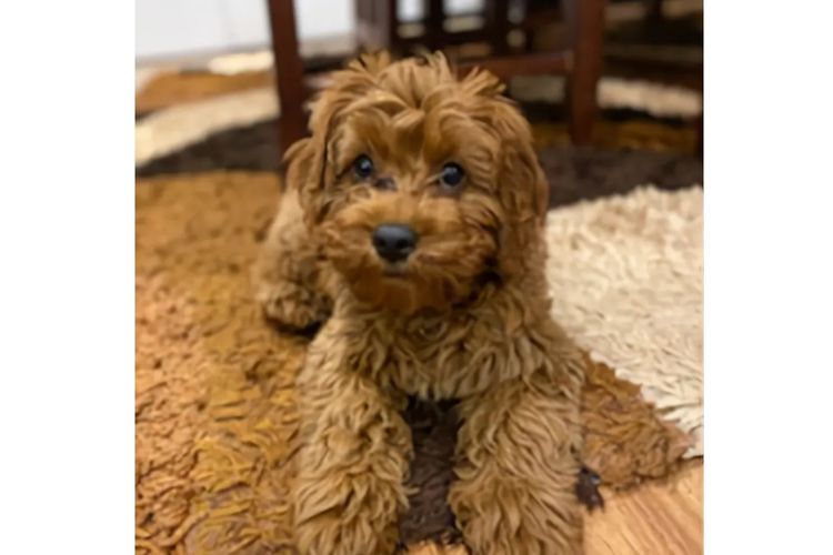Bremel Paws Cavoodles
