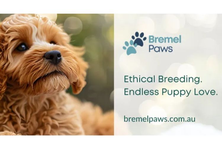 Bremel Paws Cavoodles