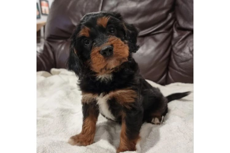 Bremel Paws Cavoodles
