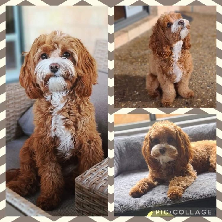 Bremel Paws Cavoodles