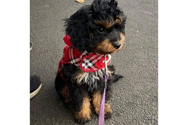 Bremel Paws Cavoodles