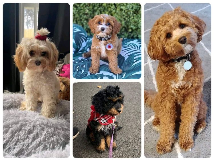 Bremel Paws Cavoodles