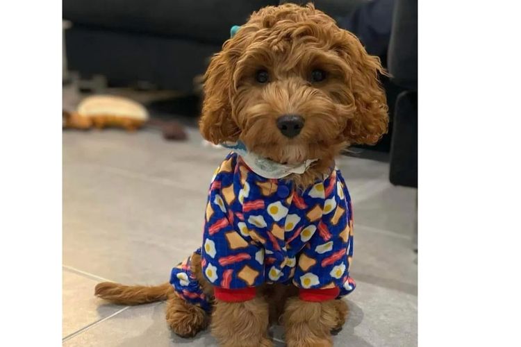 Bremel Paws Cavoodles