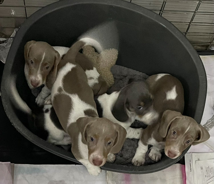 iadore Miniature Dachshunds