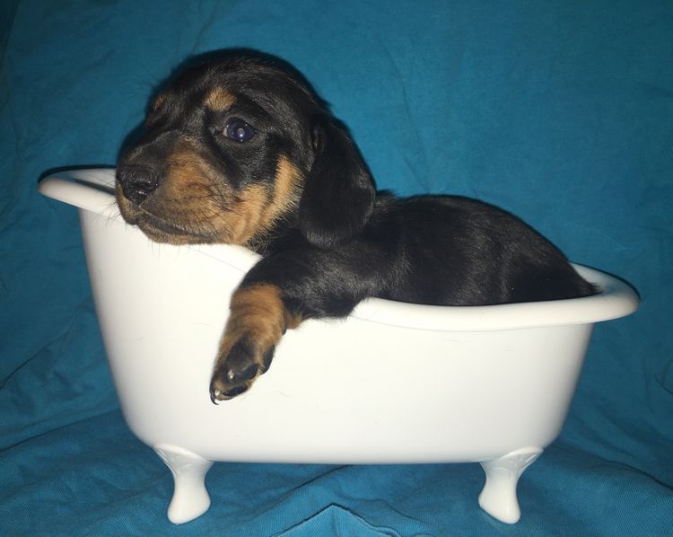 iadore Miniature Dachshunds