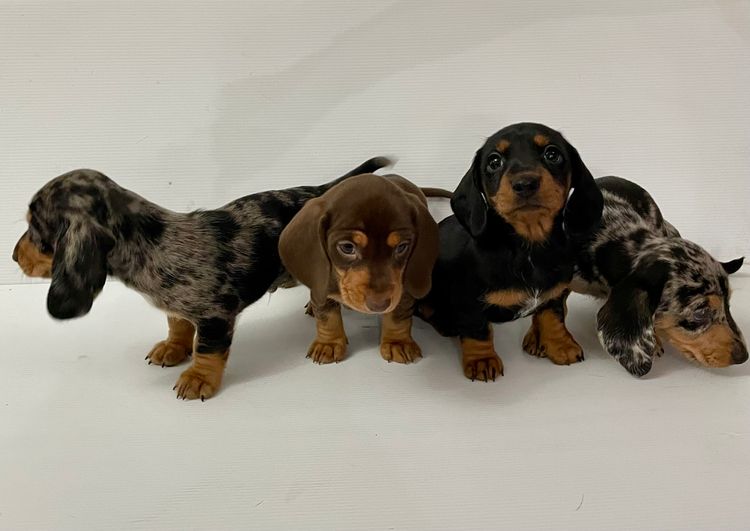 iadore Miniature Dachshunds