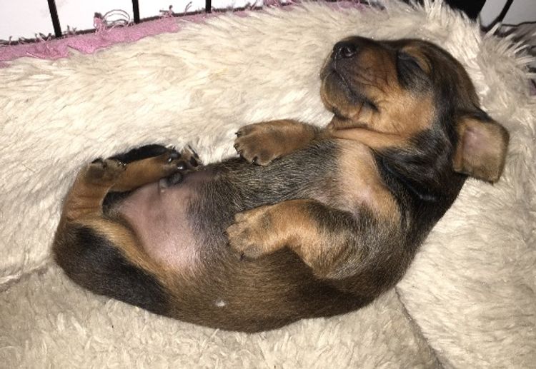 iadore Miniature Dachshunds