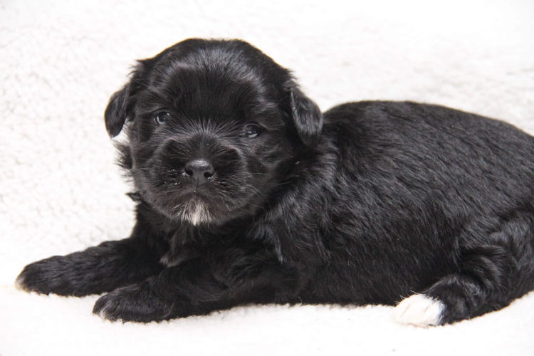 Hashki Havanese