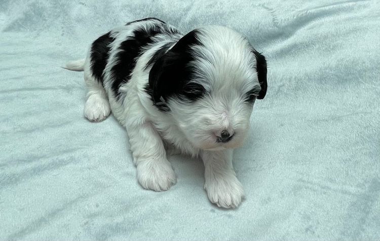 Hashki Havanese