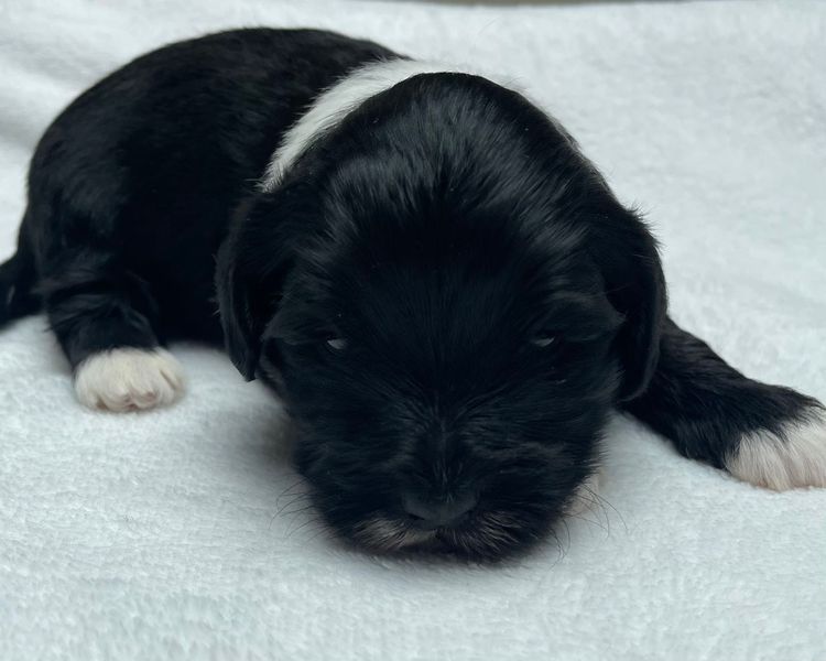 Hashki Havanese
