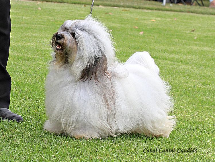 Hashki Havanese
