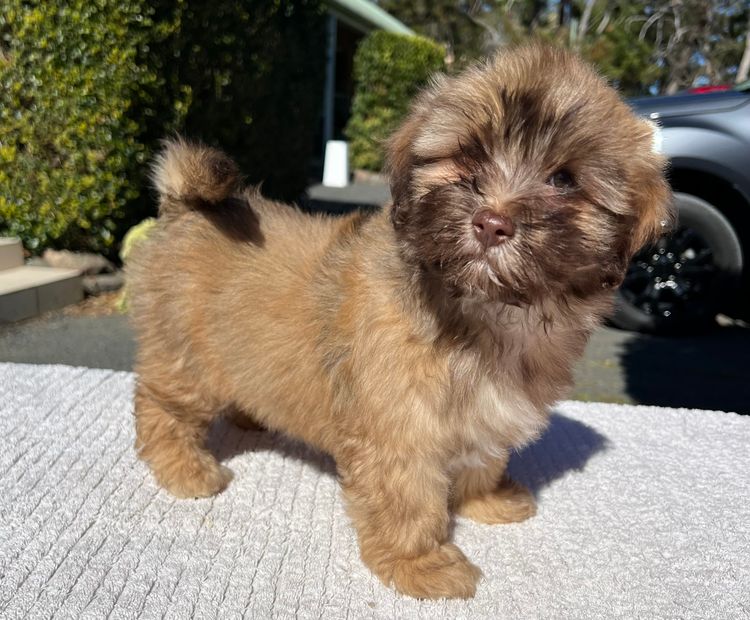 Hashki Havanese