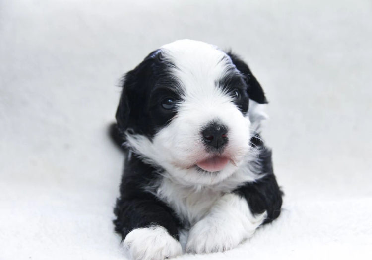 Hashki Havanese