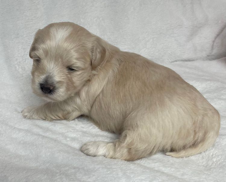 Hashki Havanese