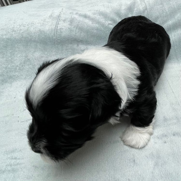Hashki Havanese