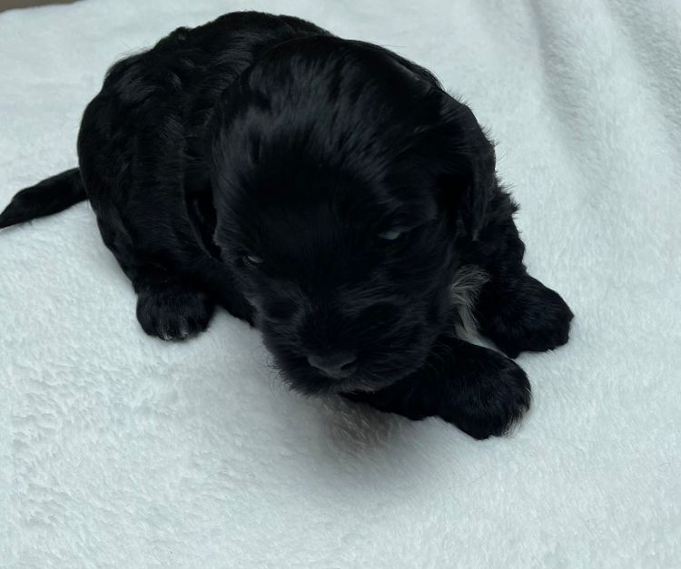 Hashki Havanese