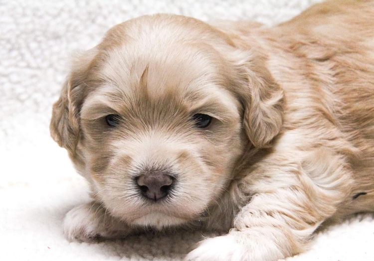 Hashki Havanese