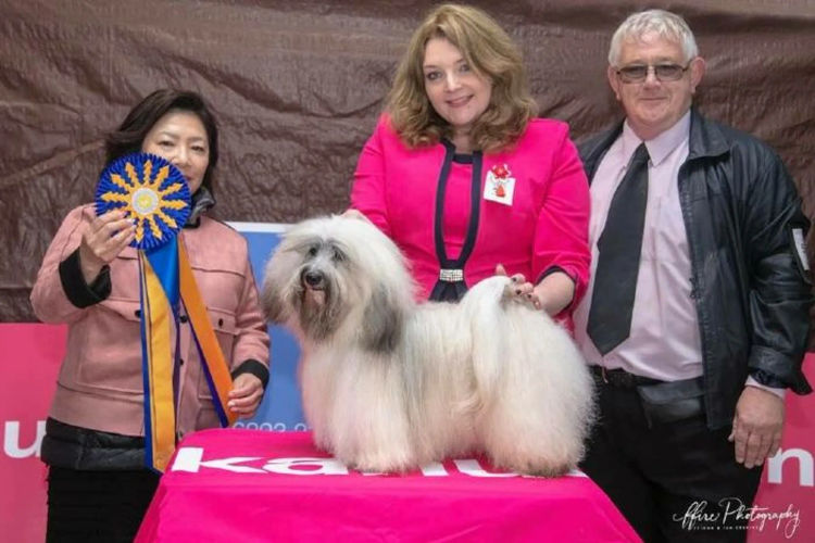 Hashki Havanese