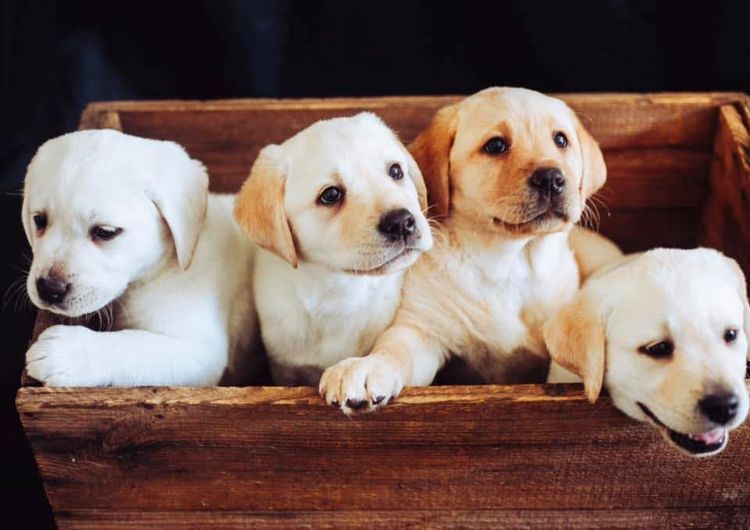 STORMRISING Labradors