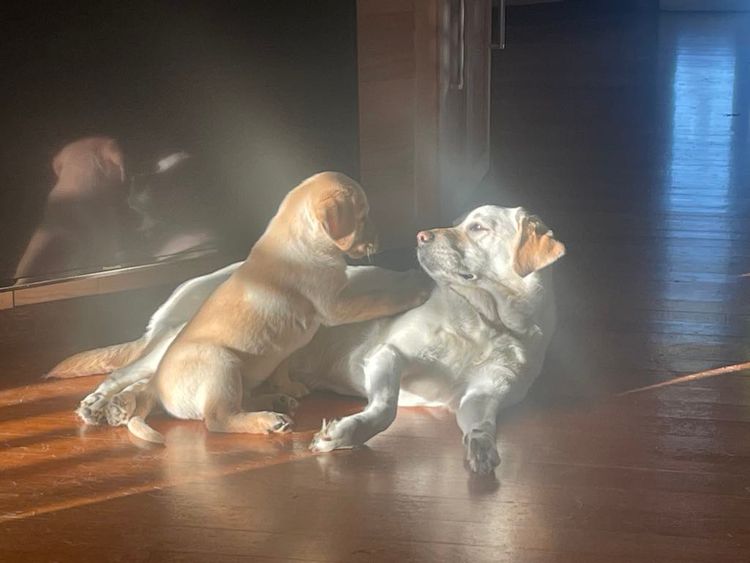 STORMRISING Labradors