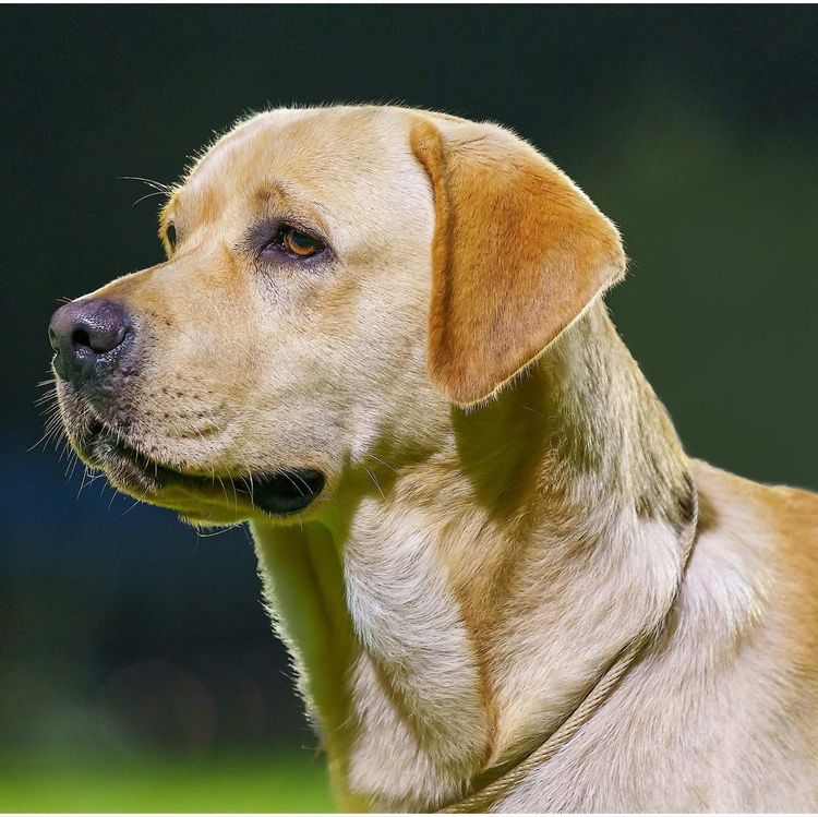 STORMRISING Labradors