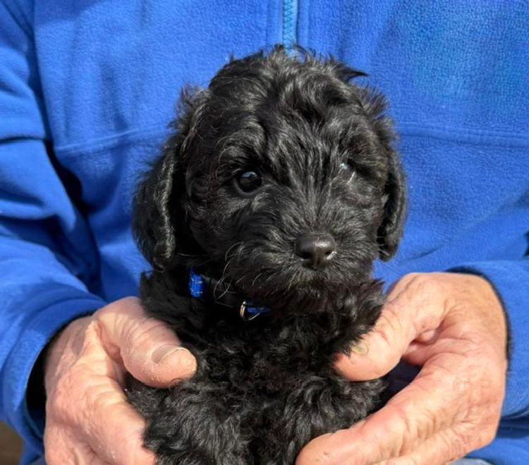 Schoodles Pameddy Puppies
