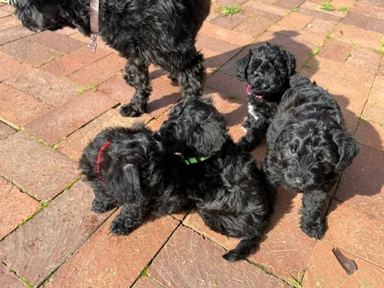 Schoodles Pameddy Puppies